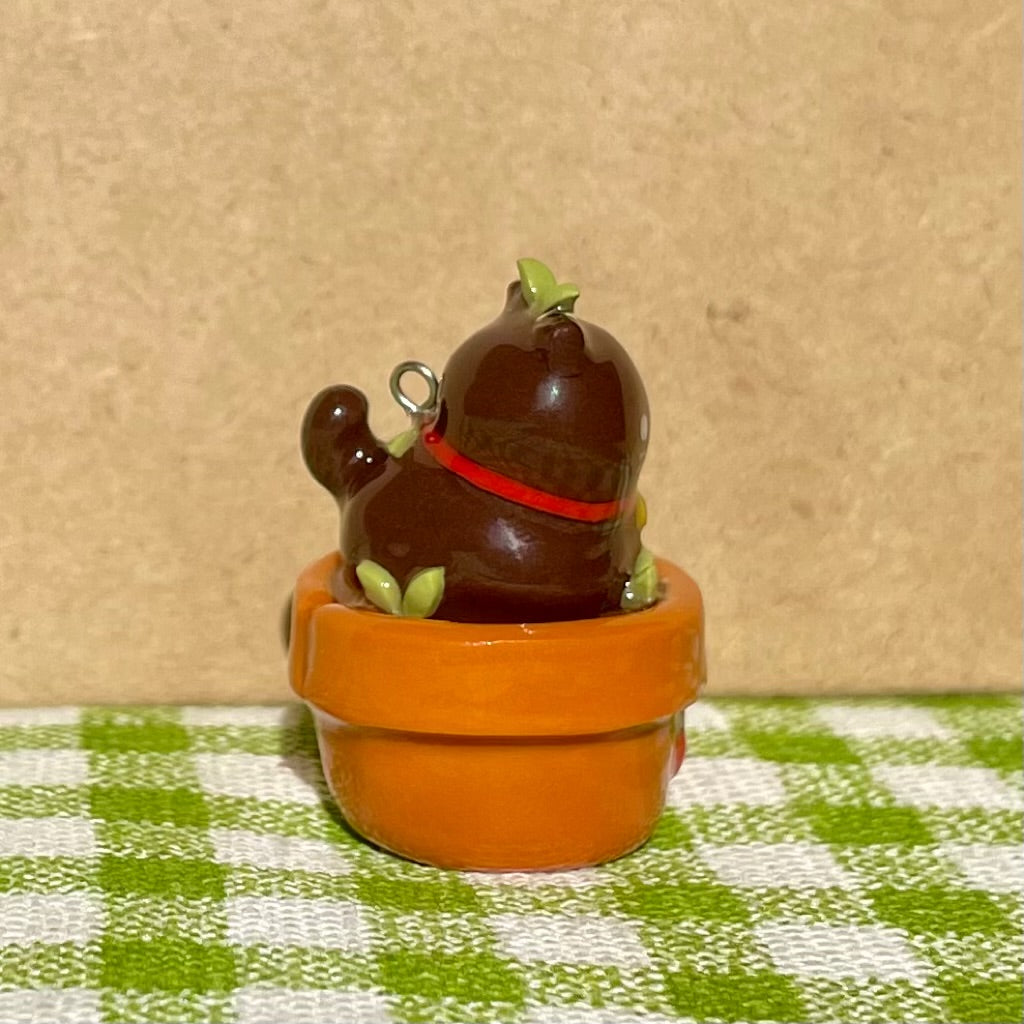 Black Cat Plant