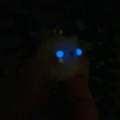 Ghost Cat