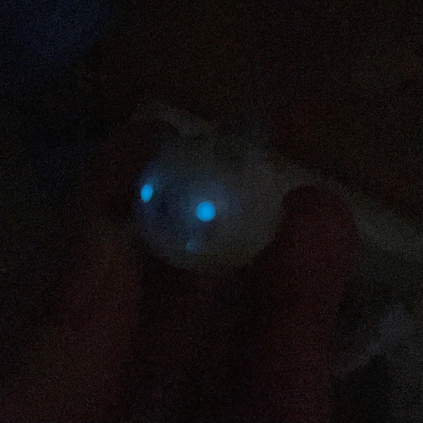 (Catalogue) Ghost Cat