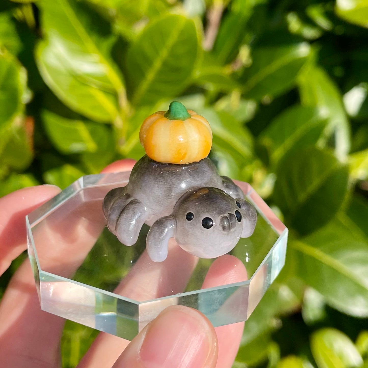 (Catalogue) Pumpkin Spider